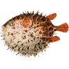 🐡 Эмодзи «Fauna» для Telegram