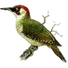 🦜 Эмодзи «Fauna» для Telegram