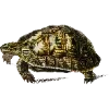 🐢 Эмодзи «Fauna» для Telegram