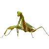 🦗 Эмодзи «Fauna» для Telegram