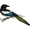 🐥 Эмодзи «Fauna» для Telegram