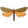 🦋 Эмодзи «Fauna» для Telegram