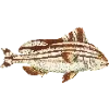 🐟 Эмодзи «Fauna» для Telegram