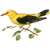 🦜 Эмодзи «Fauna» для Telegram