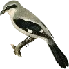 🦜 Эмодзи «Fauna» для Telegram