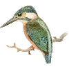 🦜 Эмодзи «Fauna» для Telegram