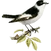 🦜 Эмодзи «Fauna» для Telegram