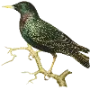 🦤 Эмодзи «Fauna» для Telegram