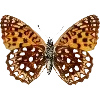 🦋 Эмодзи «Fauna» для Telegram