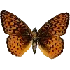 🦋 Эмодзи «Fauna» для Telegram