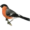 🕊 Эмодзи «Fauna» для Telegram