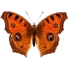 🦋 Эмодзи «Fauna» для Telegram