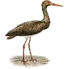 🦜 Эмодзи «Fauna» для Telegram