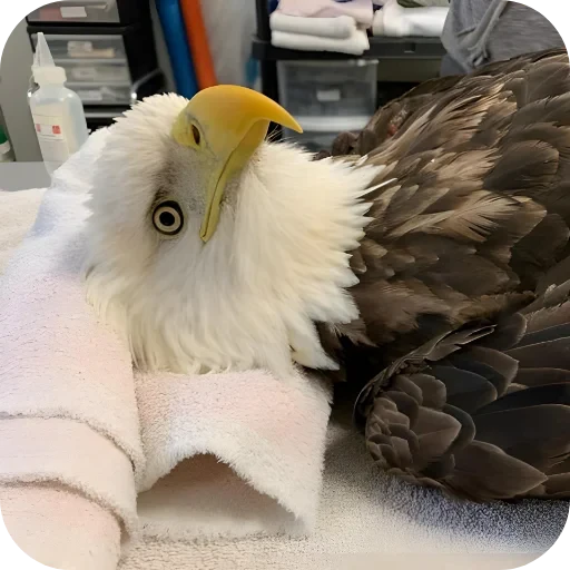 🦅 Стикер «Random» для Telegram