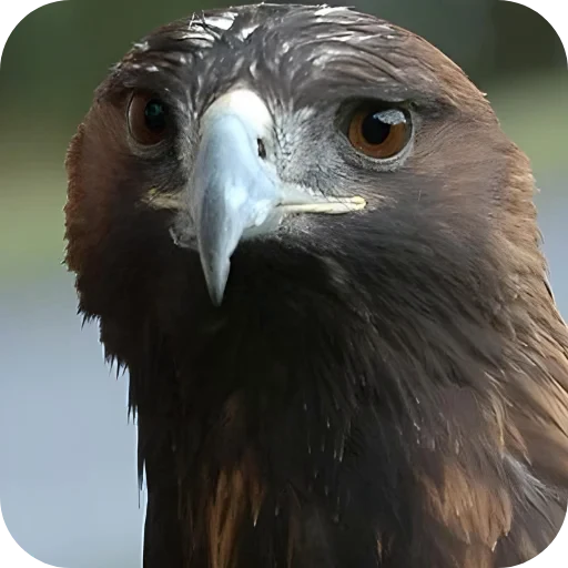 🦅 Стикер «Random» для Telegram