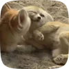 🌟 Эмодзи «Fennec» для Telegram