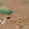 😨 Эмодзи «Fennec» для Telegram