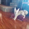 ☺️ Эмодзи «Fennec» для Telegram