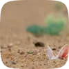 🌟 Эмодзи «Fennec» для Telegram