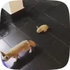 🌟 Эмодзи «Fennec» для Telegram