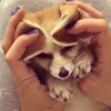 🫣 Эмодзи «Fennec» для Telegram
