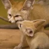 ❤ Эмодзи «Fennec» для Telegram