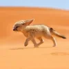 🚲 Эмодзи «Fennec» для Telegram