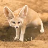 😵‍💫 Эмодзи «Fennec» для Telegram