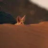 😳 Эмодзи «Fennec» для Telegram