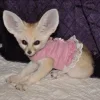 😑 Эмодзи «Fennec» для Telegram