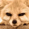 😡 Эмодзи «Fennec» для Telegram