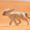 😨 Эмодзи «Fennec» для Telegram