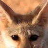 😊 Эмодзи «Fennec» для Telegram