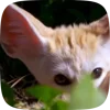 🌟 Эмодзи «Fennec» для Telegram