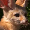 🤍 Эмодзи «Fennec» для Telegram