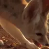😈 Эмодзи «Fennec» для Telegram