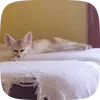 🌟 Эмодзи «Fennec» для Telegram