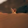 🌟 Эмодзи «Fennec» для Telegram