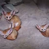 😽 Эмодзи «Fennec» для Telegram