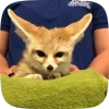 🌟 Эмодзи «Fennec» для Telegram