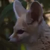 🤔 Эмодзи «Fennec» для Telegram