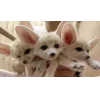 👩 Эмодзи «Fennec» для Telegram