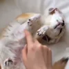☺️ Эмодзи «Fennec» для Telegram