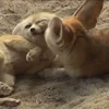 🤭 Эмодзи «Fennec» для Telegram