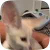 🌟 Эмодзи «Fennec» для Telegram