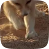 🌟 Эмодзи «Fennec» для Telegram