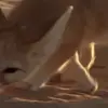 😊 Эмодзи «Fennec» для Telegram