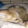 😊 Эмодзи «Fennec» для Telegram