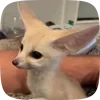 🌟 Эмодзи «Fennec» для Telegram
