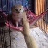 😈 Эмодзи «Fennec» для Telegram